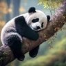 Lonelypanda